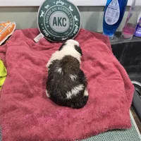 Boy 5, a male Saint Bernard for sale in Camby, IN – Photo 2 of 2