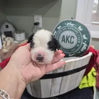 Boy 5, a male Saint Bernard for sale in Camby, IN – Photo 1 of 2
