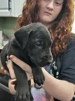Girl 1, a female Great Dane for sale in Camby, IN – 2 of 3