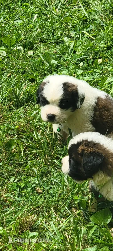 Boy 5 – Saint Bernard puppy for sale in Camby, IN
