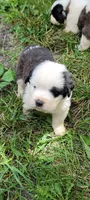 Boy 2, a male Saint Bernard for sale in Camby, IN – Photo 2 of 4