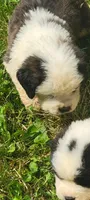 Boy 2, a male Saint Bernard for sale in Camby, IN – Photo 3 of 4