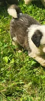 Boy 2, a male Saint Bernard for sale in Camby, IN – Photo 1 of 4