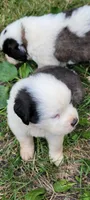 Boy 2, a male Saint Bernard for sale in Camby, IN – Photo 4 of 4