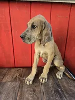 Boy 4, a male Great Dane for sale in Camby, IN – 5 of 5