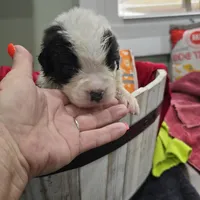 Girl 5, a male Saint Bernard for sale in Camby, IN – Photo 1 of 2