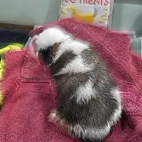 Girl 5, a male Saint Bernard for sale in Camby, IN – Photo 2 of 2