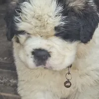 Boy 1, a male Saint Bernard for sale in Camby, IN – Photo 3 of 4