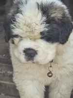 processed/be678ab2-0d3b-460c-9710-fc57d73ce427/listing/9aa6551a-8a27-4f36-b505-66530f94b91e/0a5ebe82-3440-4079-a581-43252d438aa5