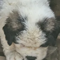 Boy 1, a male Saint Bernard for sale in Camby, IN – Photo 4 of 4