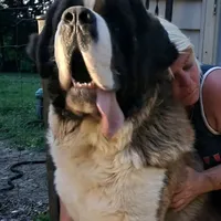 Boy 1, a male Saint Bernard for sale in Camby, IN – Photo 2 of 4