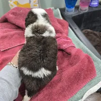 Girl 6, a male Saint Bernard for sale in Camby, IN – Photo 2 of 2