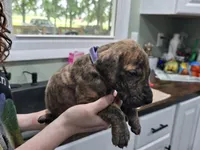 Boy 1, a male Great Dane for sale in Camby, IN – 2 of 3