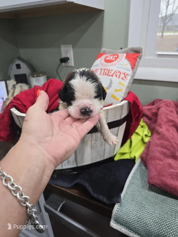 Girl 1 – Saint Bernard puppy for sale in Camby, IN