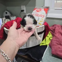 Girl 1, a male Saint Bernard for sale in Camby, IN – Photo 1 of 2