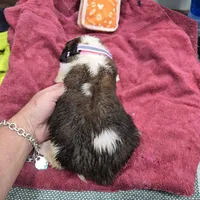 Girl 1, a male Saint Bernard for sale in Camby, IN – Photo 2 of 2