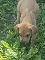 Girl 3, a female Great Dane for sale in Camby, IN – 3 of 7