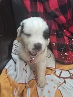 processed/be678ab2-0d3b-460c-9710-fc57d73ce427/listing/a7fee0e4-207e-42bf-9377-ce2316c39d41/41a46e4c-e66d-4a72-9b1b-e94be439de7c