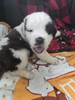 processed/be678ab2-0d3b-460c-9710-fc57d73ce427/listing/a7fee0e4-207e-42bf-9377-ce2316c39d41/8edf1ee4-1b12-457a-8f42-df6b0ed641b9