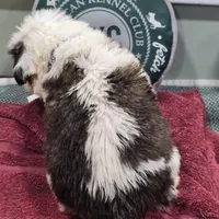 Boy 6, a male Saint Bernard for sale in Camby, IN – Photo 2 of 2