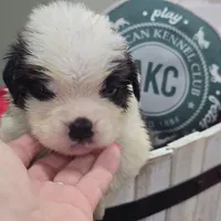 Boy 6, a male Saint Bernard for sale in Camby, IN – Photo 1 of 2
