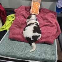 Girl 3, a male Saint Bernard for sale in Camby, IN – Photo 2 of 2