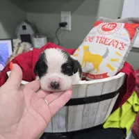 Girl 3, a male Saint Bernard for sale in Camby, IN – Photo 1 of 2
