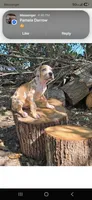 Boy 1, a male Great Dane for sale in Camby, IN – 1 of 1
