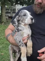 Boy 3, a male Great Dane for sale in Camby, IN – 4 of 4