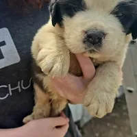 Girl, a female Saint Bernard for sale in Camby, IN – Photo 1 of 2