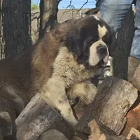 Girl, a female Saint Bernard for sale in Camby, IN – Photo 2 of 2