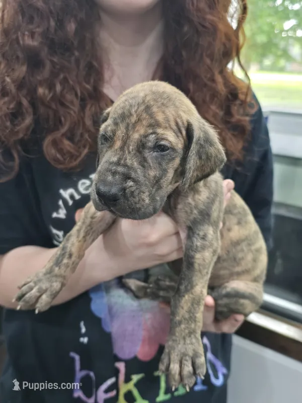 Boy 1 – Great Dane puppy for sale in Camby, IN