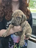Boy 1, a male Great Dane for sale in Camby, IN – 1 of 3