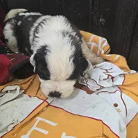 Light blue, a male Saint Bernard for sale in Camby, IN – Photo 3 of 4