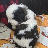 Light blue, a male Saint Bernard for sale in Camby, IN – Photo 1 of 4