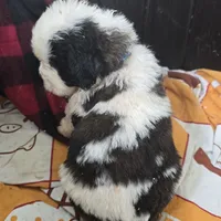 Light blue, a male Saint Bernard for sale in Camby, IN – Photo 4 of 4
