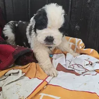 Light blue, a male Saint Bernard for sale in Camby, IN – Photo 2 of 4
