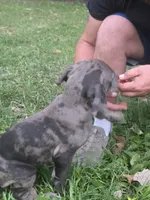 Boy 2, a male Great Dane for sale in Camby, IN – 3 of 4