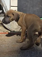 Girl 4, a female Great Dane for sale in Camby, IN – 5 of 5