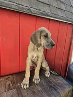 Boy 4, a male Great Dane for sale in Camby, IN – 2 of 5