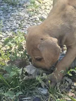 Girl 3, a female Great Dane for sale in Camby, IN – 2 of 7
