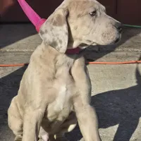 Boy 3, a male Great Dane for sale in Camby, IN – Photo 2 of 3