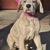 Boy 3, a male Great Dane for sale in Camby, IN – Photo 1 of 3