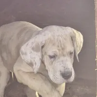 Boy 3, a male Great Dane for sale in Camby, IN – Photo 3 of 3