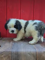 Boy 1, a male Saint Bernard for sale in Camby, IN – 1 of 4