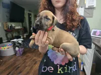 Girl 4, a female Great Dane for sale in Camby, IN – 3 of 3