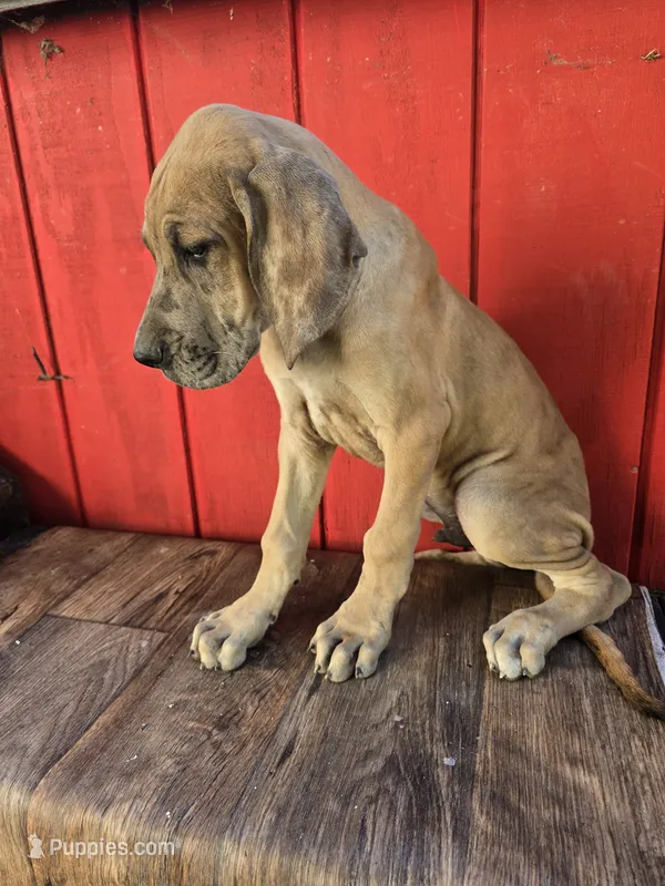 Boy 4 – Great Dane puppy for sale in Camby, IN