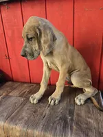 Boy 4, a male Great Dane for sale in Camby, IN – 1 of 5