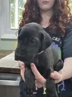 Girl 2, a female Great Dane for sale in Camby, IN – 2 of 3