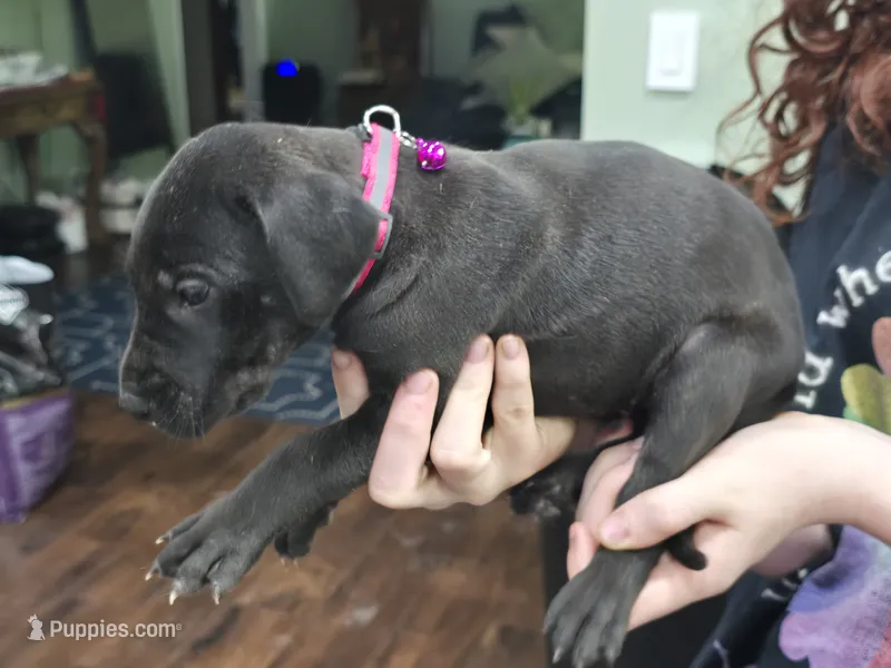 Girl 1 – Great Dane puppy for sale in Camby, IN
